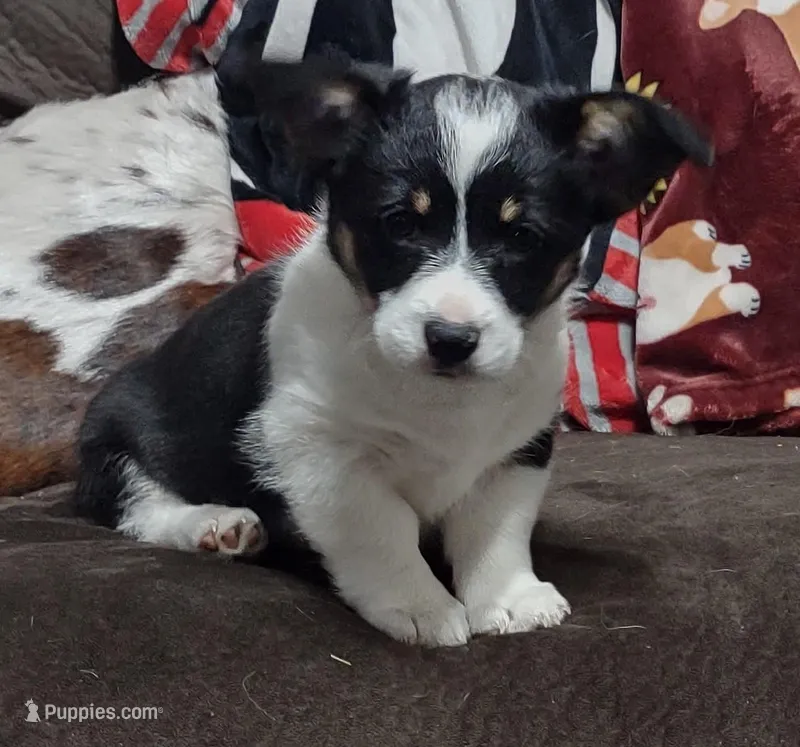 BHT female, a female Pembroke Welsh Corgi for sale in Fort White, FL – Photo 1 of 3