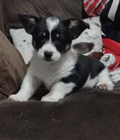 BHT female, a female Pembroke Welsh Corgi for sale in Fort White, FL – Photo 3 of 3