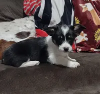 BHT female, a female Pembroke Welsh Corgi for sale in Fort White, FL – Photo 2 of 3