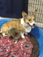 sable male, a male Pembroke Welsh Corgi for sale in Fort White, FL – 3 of 3