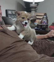 Triple clear male, a male Pembroke Welsh Corgi for sale in Fort White, FL – 4 of 8