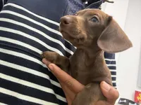 Red With Green Eyes, a male Miniature Dachshund for sale in Tampa, FL – Photo 5 of 7