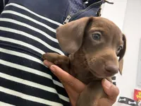 Red With Green Eyes, a male Miniature Dachshund for sale in Tampa, FL – Photo 7 of 7