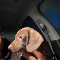 Red With Green Eyes, a male Miniature Dachshund for sale in Tampa, FL – Photo 1 of 7
