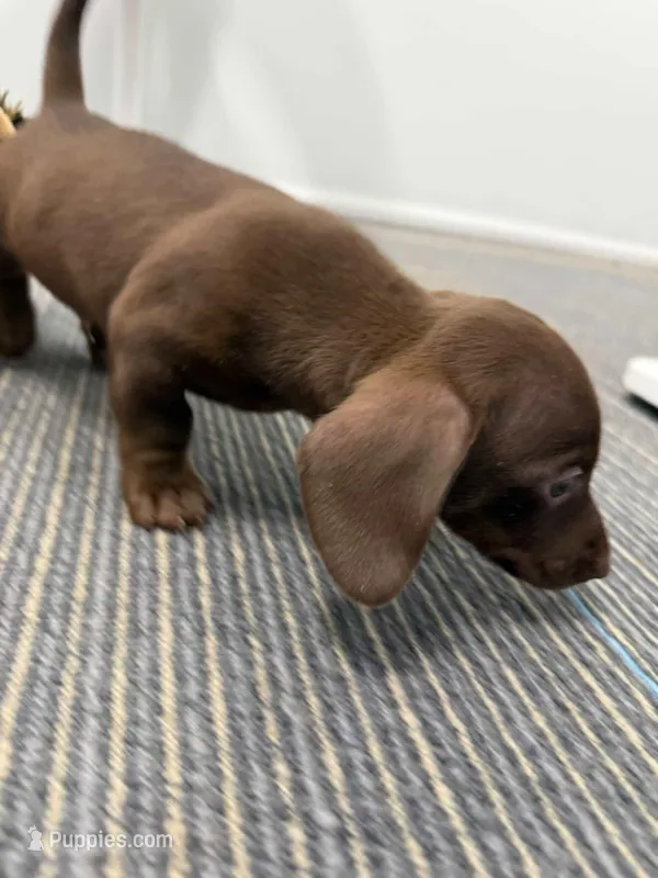 BabyBoy, a male Miniature Dachshund for sale in Tampa, FL – Photo 1 of 2