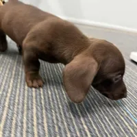 Red With Green Eyes, a male Miniature Dachshund for sale in Tampa, FL – Photo 3 of 7