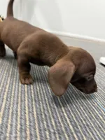 BabyBoy, a male Miniature Dachshund for sale in Tampa, FL – Photo 1 of 2