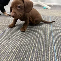 Red With Green Eyes, a male Miniature Dachshund for sale in Tampa, FL – Photo 4 of 7