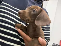 Red With Green Eyes, a male Miniature Dachshund for sale in Tampa, FL – Photo 6 of 7