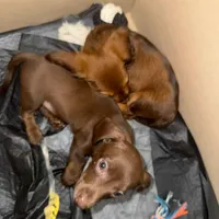 Red With Green Eyes, a male Miniature Dachshund for sale in Tampa, FL – Photo 2 of 7