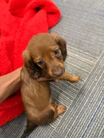 BabyGirl, a female Miniature Dachshund for sale in Tampa, FL – Photo 1 of 4