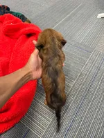 BabyGirl, a female Miniature Dachshund for sale in Tampa, FL – Photo 3 of 4