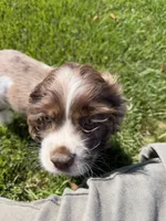 Willy, a male English Cocker Spaniel for sale in Verona, WI – 7 of 7