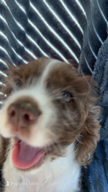 Willy – English Cocker Spaniel puppy for sale in Verona, WI