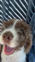 Willy, a male English Cocker Spaniel for sale in Verona, WI – 1 of 7