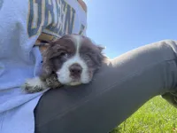 Willy, a male English Cocker Spaniel for sale in Verona, WI – 4 of 7
