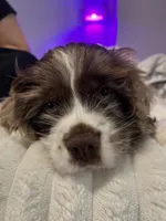 Willy, a male English Cocker Spaniel for sale in Verona, WI – 3 of 7