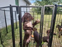 Blue collar, a male German Shorthaired Pointer for sale in Ocala, FL – 3 of 4