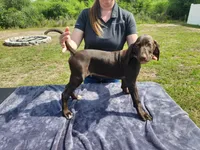 Blue collar, a male German Shorthaired Pointer for sale in Ocala, FL – 4 of 4