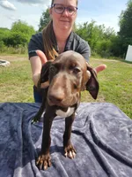 Blue collar, a male German Shorthaired Pointer for sale in Ocala, FL – 2 of 4