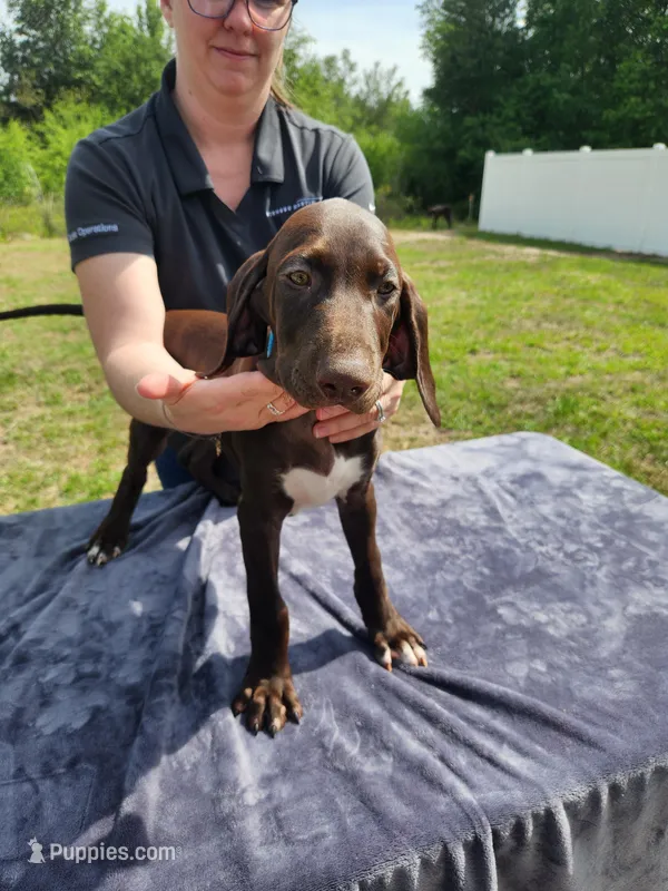 Blue collar – German Shorthaired Pointer puppy for sale in Ocala, FL