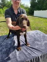 Blue collar, a male German Shorthaired Pointer for sale in Ocala, FL – 1 of 4