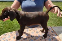 Loki, a male German Shorthaired Pointer for sale in Ocala, FL – Photo 4 of 4