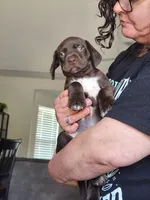 Lowkey , a male German Shorthaired Pointer for sale in Ocala, FL – Photo 2 of 2