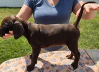 Loki, a male German Shorthaired Pointer for sale in Ocala, FL – Photo 3 of 4