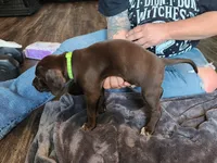 Lowkey , a male German Shorthaired Pointer for sale in Ocala, FL – Photo 1 of 2