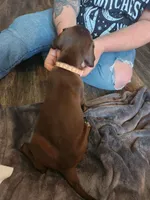 Athena, a female German Shorthaired Pointer for sale in Ocala, FL – Photo 3 of 3