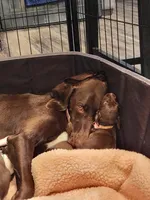 Athena, a female German Shorthaired Pointer for sale in Ocala, FL – Photo 2 of 3
