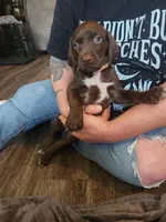 Athena, a female German Shorthaired Pointer for sale in Ocala, FL – Photo 1 of 3