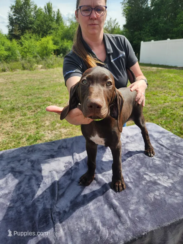 Thor – German Shorthaired Pointer puppy for sale in Ocala, FL