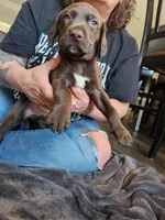 Thor, a male German Shorthaired Pointer for sale in Ocala, FL – Photo 2 of 2