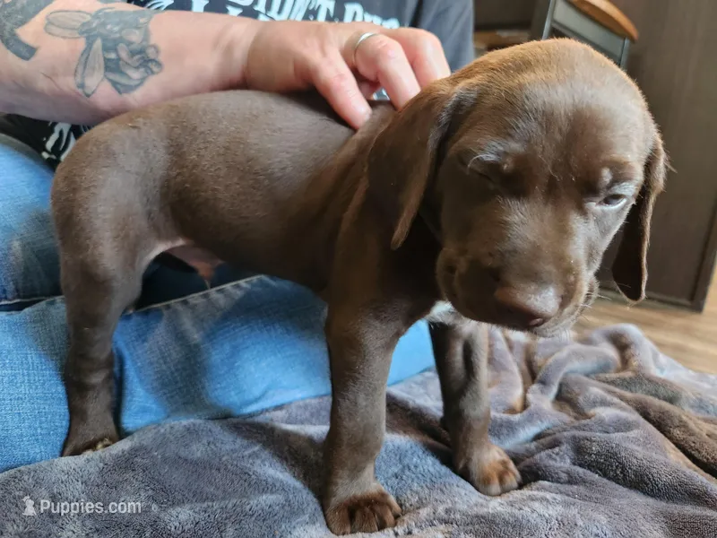 Thor – German Shorthaired Pointer puppy for sale in Ocala, FL