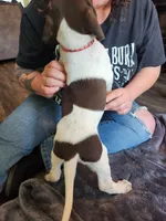 Apollo, a male German Shorthaired Pointer for sale in Ocala, FL – Photo 4 of 4