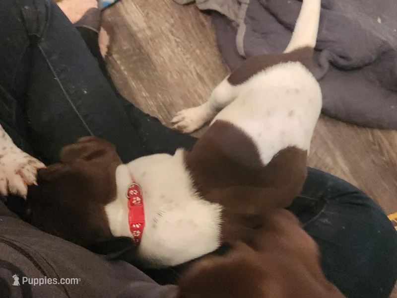 Apollo – German Shorthaired Pointer puppy for sale in Ocala, FL