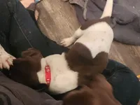 Apollo, a male German Shorthaired Pointer for sale in Ocala, FL – Photo 1 of 4