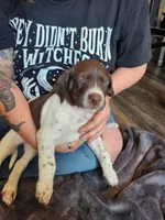 Apollo, a male German Shorthaired Pointer for sale in Ocala, FL – Photo 3 of 4