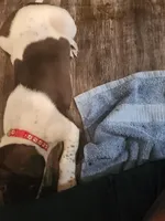 Apollo, a male German Shorthaired Pointer for sale in Ocala, FL – Photo 2 of 4