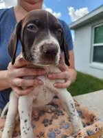 Atlas, a male German Shorthaired Pointer for sale in Ocala, FL – Photo 2 of 3