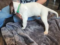 Atlas, a male German Shorthaired Pointer for sale in Ocala, FL – Photo 3 of 3