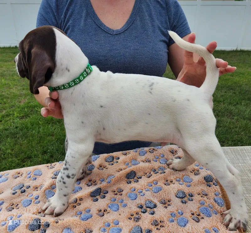 Atlas – German Shorthaired Pointer puppy for sale in Ocala, FL