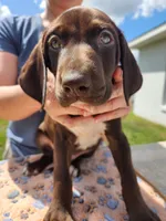 Odin, a male German Shorthaired Pointer for sale in Ocala, FL – Photo 2 of 3