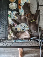 Lime Green, a male German Shorthaired Pointer for sale in Ocala, FL – 5 of 5