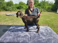 Lime Green, a male German Shorthaired Pointer for sale in Ocala, FL – 3 of 5