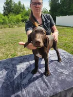 Lime Green, a male German Shorthaired Pointer for sale in Ocala, FL – 2 of 5