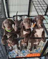 Lime Green, a male German Shorthaired Pointer for sale in Ocala, FL – 1 of 5