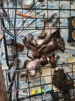 Lime Green, a male German Shorthaired Pointer for sale in Ocala, FL – 4 of 5